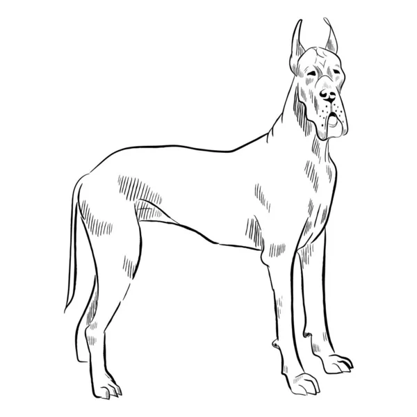 Grand Chien Danois Isolé Sur Fond Blanc Croquis Vectoriel Race — Image vectorielle