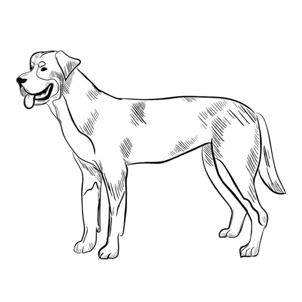 Chien Montagne Suisse Isolé Sur Fond Blanc Croquis Vectoriel Race — Image vectorielle