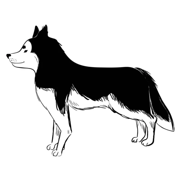 Perro Husky Aislado Sobre Fondo Blanco Dibujo Vector Raza Perro — Vector de stock