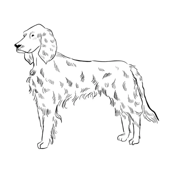 Chien Setter Irlandais Isolé Sur Fond Blanc Croquis Vectoriel Race — Image vectorielle