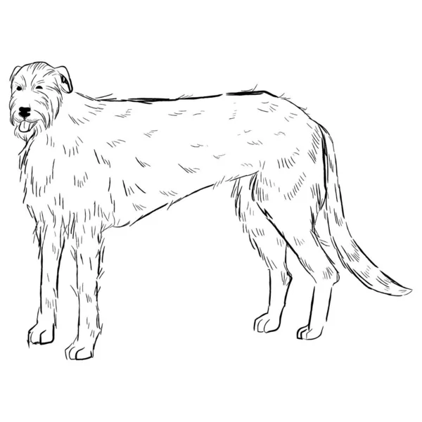 爱尔兰狼犬在白色背景下被隔离 手绘犬种病媒草图 — 图库矢量图片