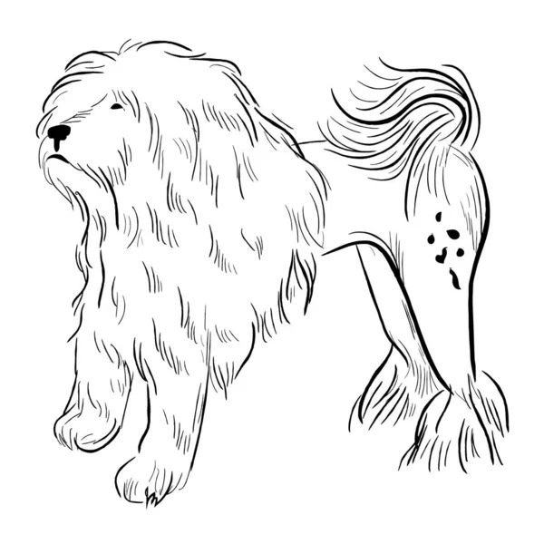 Loewchen Собака Изолированы Белом Фоне Векторный Рисунок Породы Собак — стоковый вектор