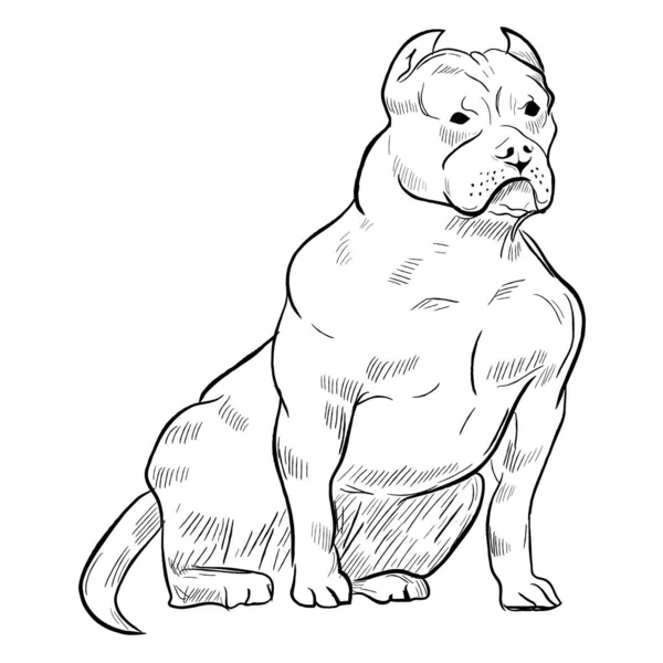 Pitbull Terrier Köpeği Beyaz Arka Planda Izole Edilmiş Çizimi Köpek — Stok Vektör