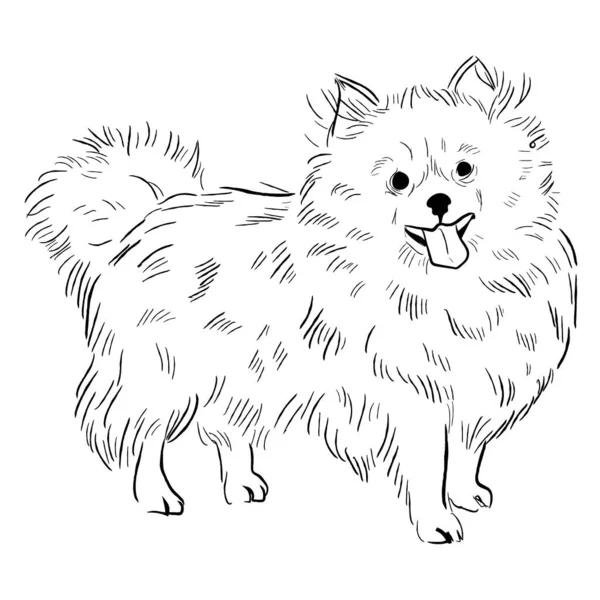 白い背景に隔離されたポメラニアのテリア犬手描きの犬の品種ベクトルスケッチ — ストックベクタ