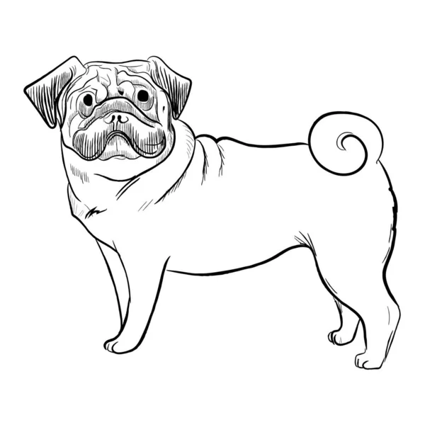 被白色背景隔离的帕格犬 手绘犬种病媒草图 — 图库矢量图片
