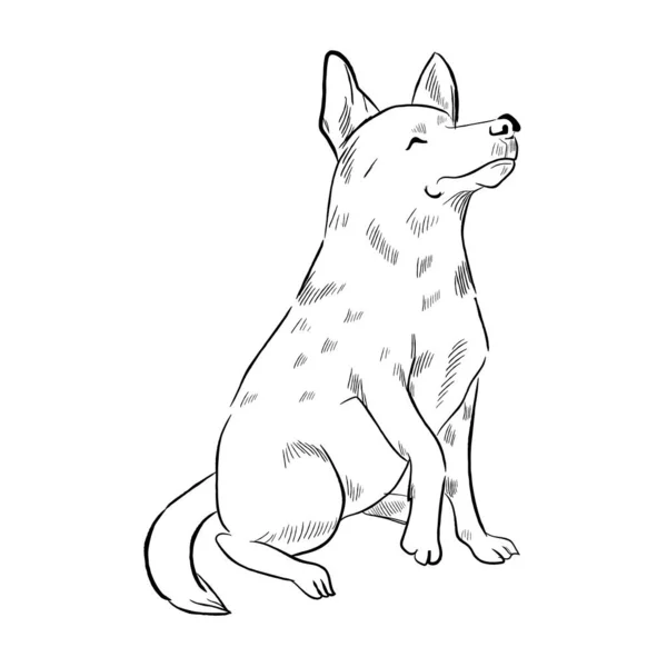 Queensland Heeler Perro Aislado Sobre Fondo Blanco Dibujo Vector Raza — Vector de stock