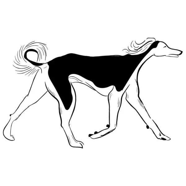 Saluki Cão Isolado Fundo Branco Desenhado Mão Cão Raça Vetor —  Vetores de Stock