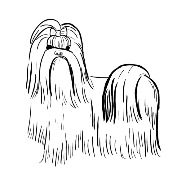 Perro Shih Tzu Aislado Sobre Fondo Blanco Dibujo Vector Raza — Vector de stock