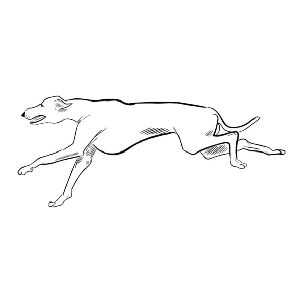 Whippet Hond Geïsoleerd Witte Achtergrond Met Hand Getrokken Hond Ras — Stockvector