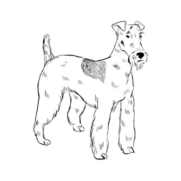 Проволочная Лиса Терьер Собака Изолированы Белом Фоне Векторный Рисунок Породы — стоковый вектор
