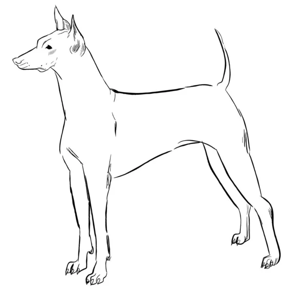 Xoloitzcuintli Hund Isoliert Auf Weißem Hintergrund Handgezeichnete Vektorskizze Der Hunderasse — Stockvektor