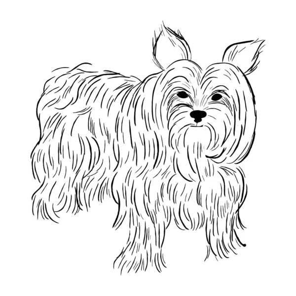 约克郡的宠物狗被白色背景隔离 手绘犬种病媒草图 — 图库矢量图片