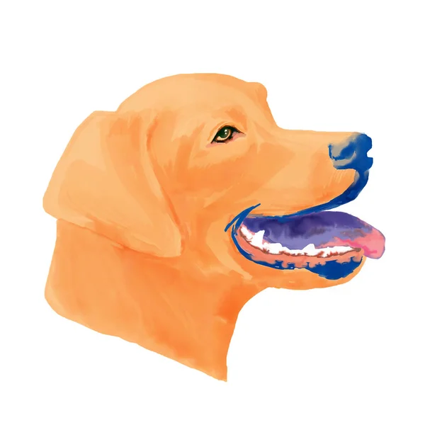 Labrador Retriever Hund Huvud Akvarell Clipart — Stockfoto