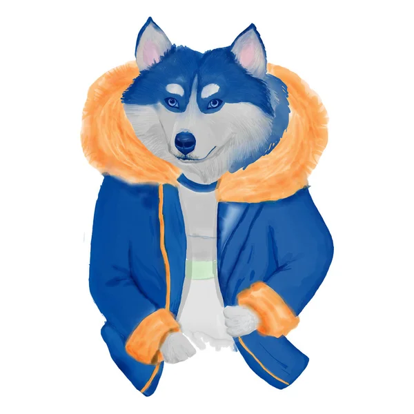 Siberian Husky Winter Jacket Watercolor Clipart — Stock Photo, Image