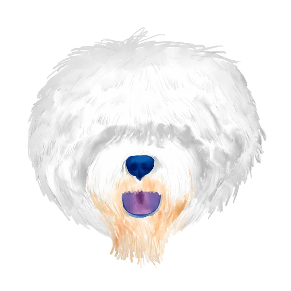 Gamla Engelska Sheepdog Hund Huvud Akvarell Clipart — Stockfoto