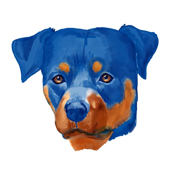 Rottweiler Hund Huvud Akvarell Clipart — Stockfoto