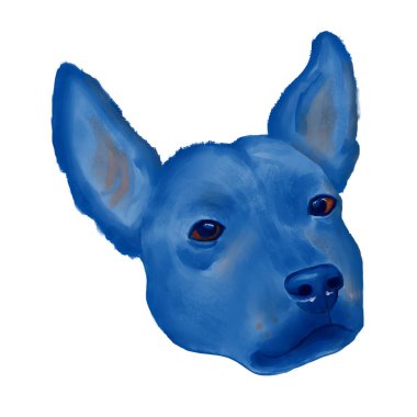 Xoloitzcuintli köpek cins yüzü beyaz arka planda izole edilmiş.