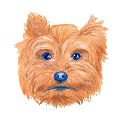 Yorkshire Teriyer köpeği baş suluboya yelkeni.
