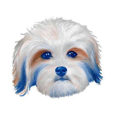 Zuchon köpek kafası suluboya klibi.