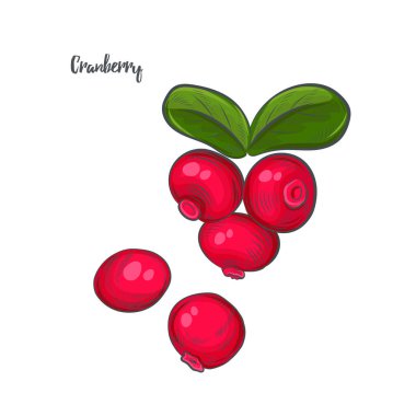 Lingonberry beyaz arkaplanda izole edildi.