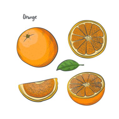 Turuncu clipart beyaz arkaplanda izole edildi.