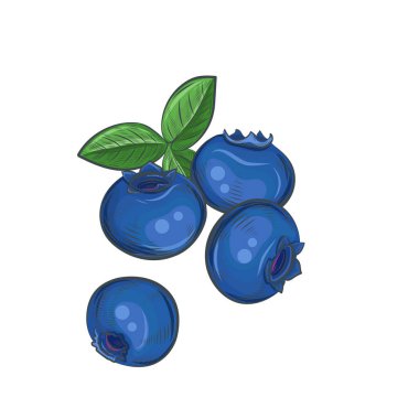 El çizimi yaban mersini beyaz arka planda izole edilmiş.