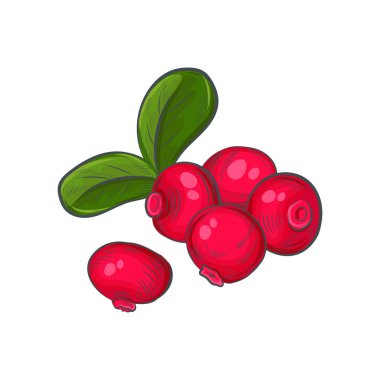 Beyaz arkaplanda el çizimi yaban mersini.