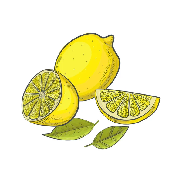 Bozzetto Limone Disegnato Mano Isolato Sfondo Bianco — Vettoriale Stock