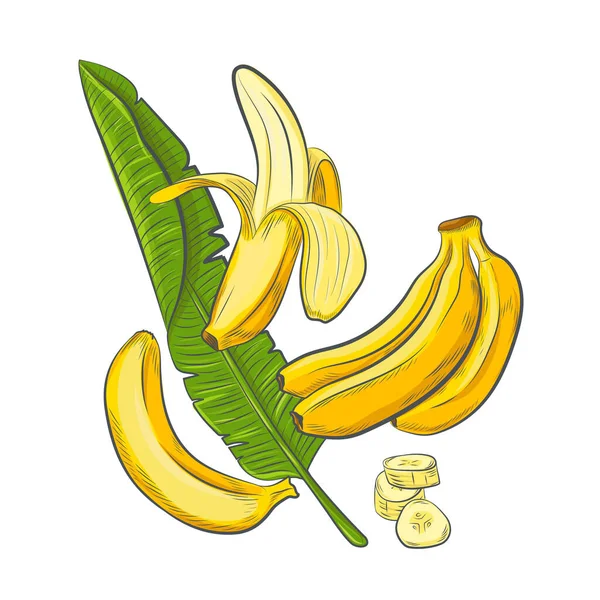 Bosquejo Plátano Dibujado Mano Aislado Sobre Fondo Blanco — Vector de stock