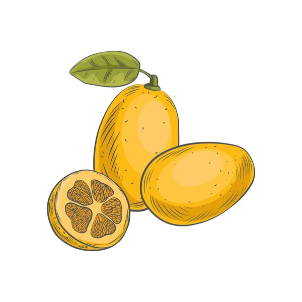 Hand Dras Kumquat Citrus Isolerad Vit Bakgrund — Stock vektor