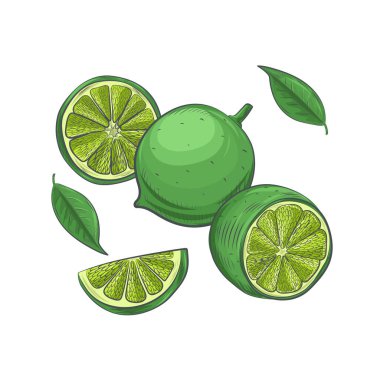 Beyaz arkaplanda el çizimi kireç çizimi.