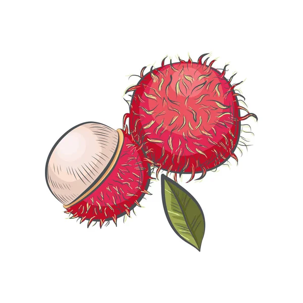 Sketsa Rambutan Gambar Tangan Terisolasi Pada Latar Belakang Putih - Stok Vektor