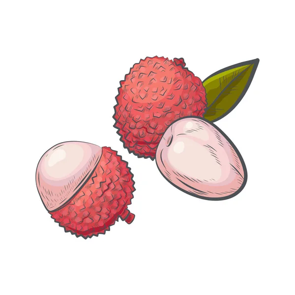 Bosquejo Litchi Dibujado Mano Aislado Sobre Fondo Blanco — Vector de stock