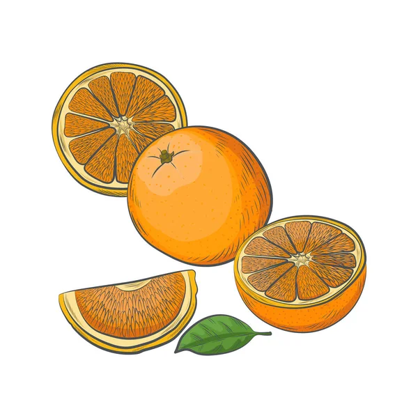 白地に孤立した手描きオレンジスケッチ — ストックベクタ