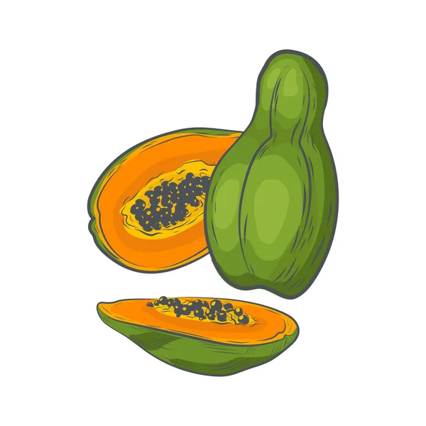 Fruto Papaya Dibujado Mano Aislado Sobre Fondo Blanco — Vector de stock