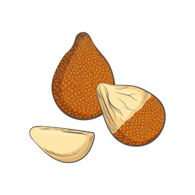 Beyaz arkaplanda el çizimi salak meyve çizimi izole.