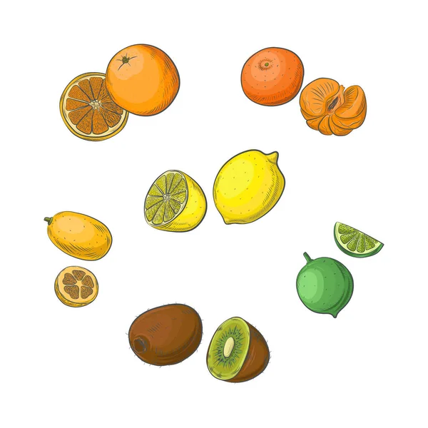 エキゾチックな柑橘類のベクトルセット — ストックベクタ