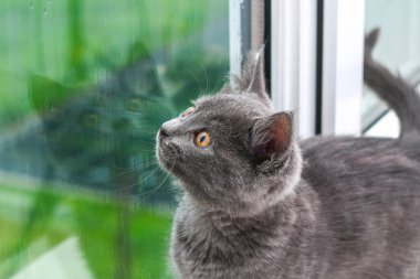 Gri küçük kedi yavrusu pencereyi tırmalıyor. Pencerenin kenarındaki kedi yağmura bakıyor..