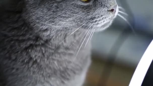 A gray chartreuse cat looks the ring lamp. — Stock Video