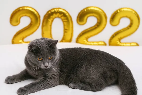 Chartreuse gato sobre o fundo folha de ouro números inflados 2022. Ano Novo, Natal. — Fotografia de Stock