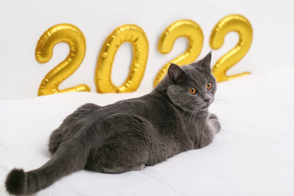 Chartreuse gato sobre o fundo folha de ouro números inflados 2022. Ano Novo, Natal. — Fotografia de Stock