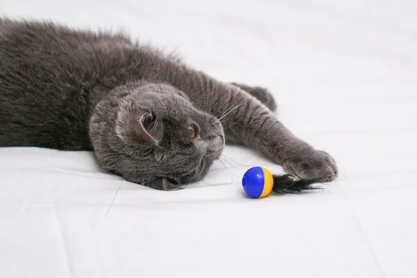 Chartreuse gato brinca com o homem, uma bola e um pau. Jogos de gato simples. — Fotografia de Stock