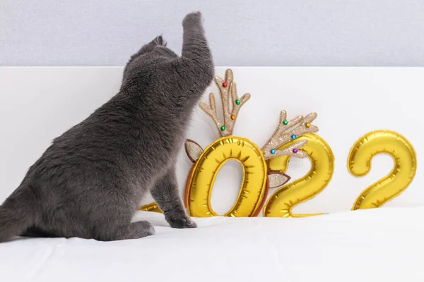 Gato Chartreuse em uma folha de ouro de fundo números inflados 2022 joga com chifres. Medo, fobia — Fotografia de Stock