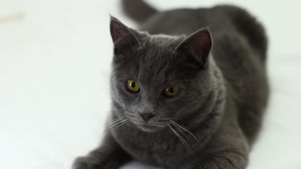 Μια γκρι γάτα Chartreuse μοιάζει με τη λάμπα δαχτυλίδι. — Αρχείο Βίντεο
