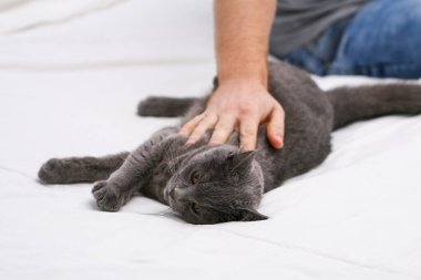 Chartreuse kedisi bir adam, bir top ve bir sopayla oynuyor. Basit kedi oyunları.