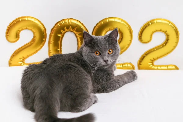 Chartreuse gato sobre o fundo folha de ouro números inflados 2022. Ano Novo, Natal. — Fotografia de Stock