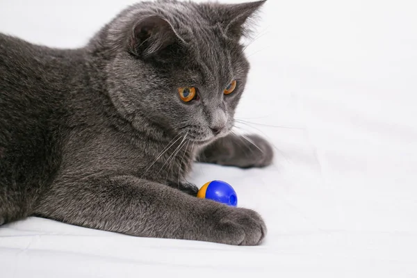 Chartreuse gato juega con el hombre, una pelota y un palo. Juegos de gato simple. — Foto de Stock