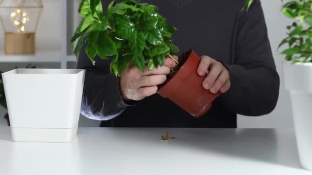 Un hombre saca una planta de una olla vieja y la planta en una nueva. Trasplante de plantas caseras. — Vídeos de Stock