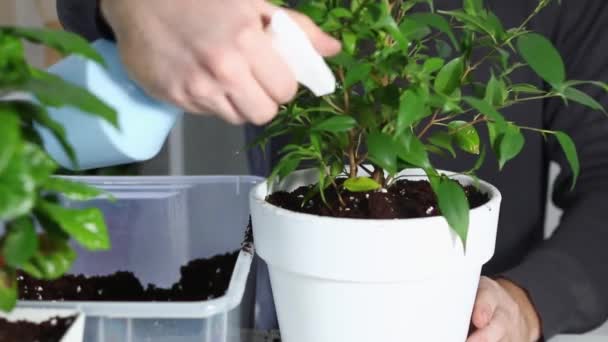 Ένας άνθρωπος ψεκάζει ένα φυτό μετά την αναφύτευση από ένα παλιό δοχείο σε ένα νέο. Κηπουρική. — Αρχείο Βίντεο