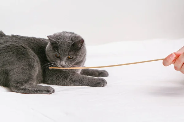 Chartreuse cat plays with man, a ball and a stick. Simple cat games.